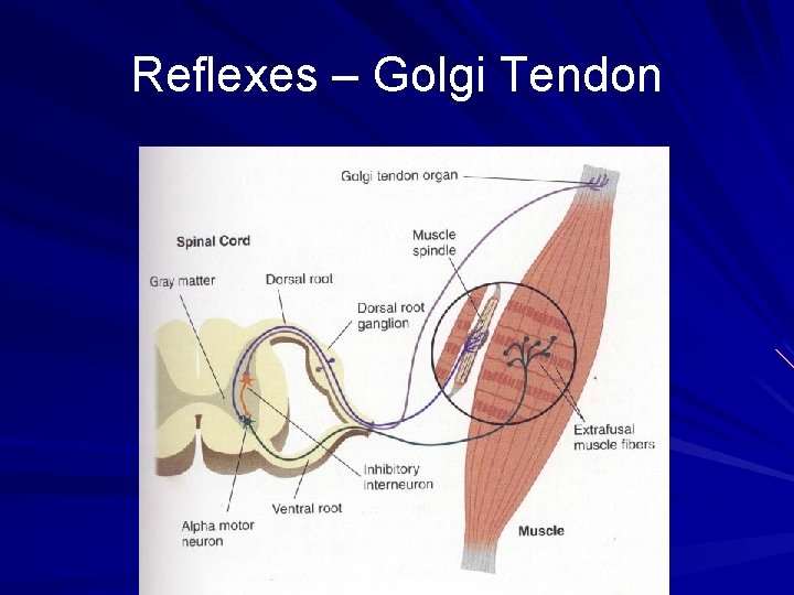 Reflexes – Golgi Tendon 