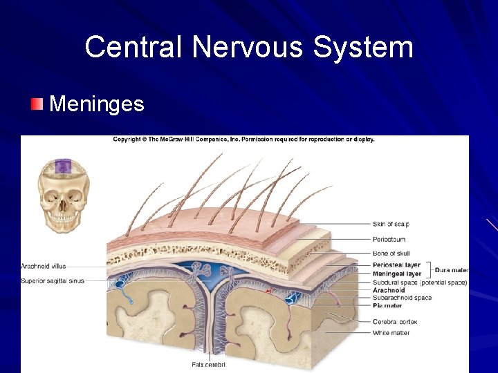 Central Nervous System Meninges 