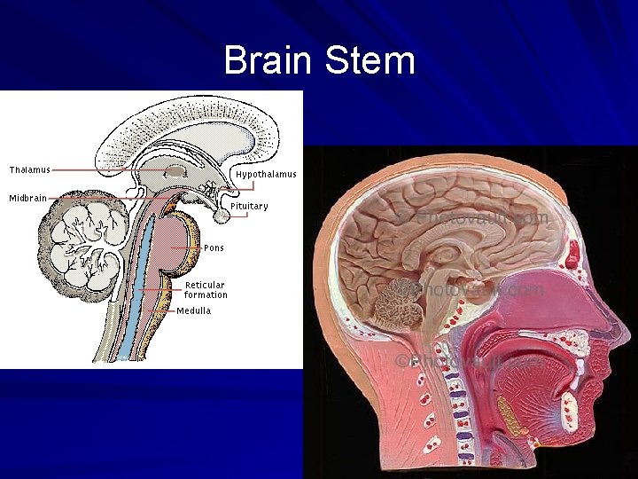 Brain Stem 