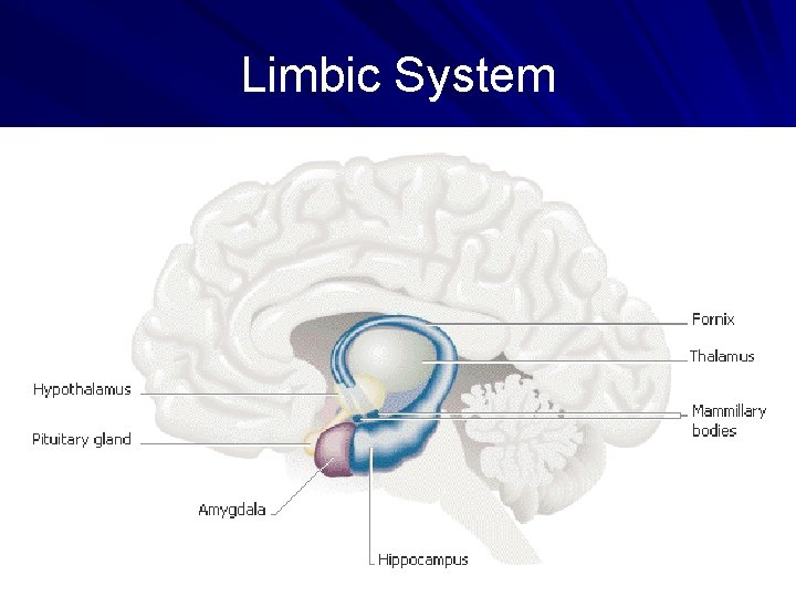 Limbic System 