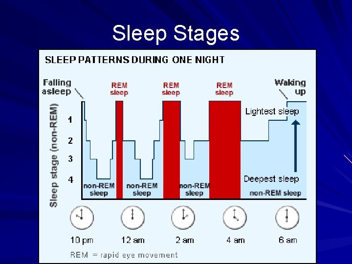 Sleep Stages 