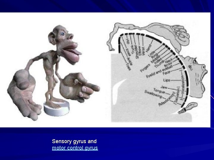 Sensory gyrus and motor control gyrus 