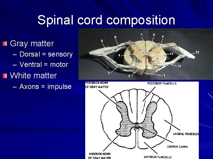 Spinal cord composition Gray matter – Dorsal = sensory – Ventral = motor White