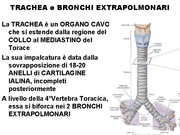 TRACHEA e BRONCHI EXTRAPOLMONARI La TRACHEA è un ORGANO CAVO che si estende dalla