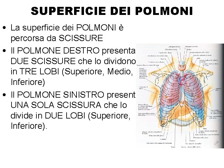 SUPERFICIE DEI POLMONI • La superficie dei POLMONI è percorsa da SCISSURE • Il