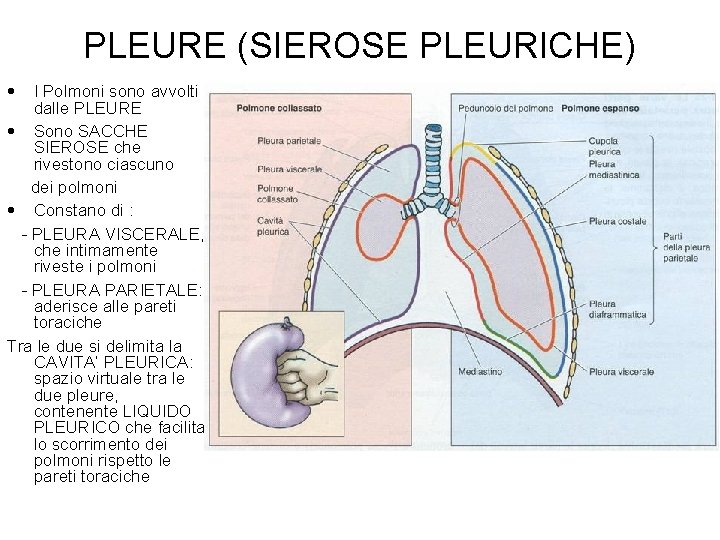 PLEURE (SIEROSE PLEURICHE) • I Polmoni sono avvolti dalle PLEURE • Sono SACCHE SIEROSE