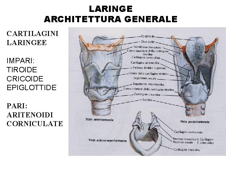 LARINGE ARCHITETTURA GENERALE CARTILAGINI LARINGEE IMPARI: TIROIDE CRICOIDE EPIGLOTTIDE PARI: ARITENOIDI CORNICULATE 