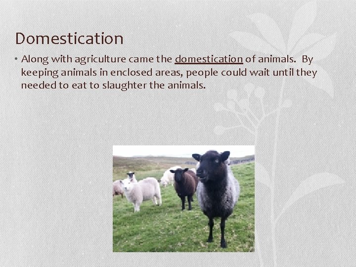 Domestication • Along with agriculture came the domestication of animals. By keeping animals in