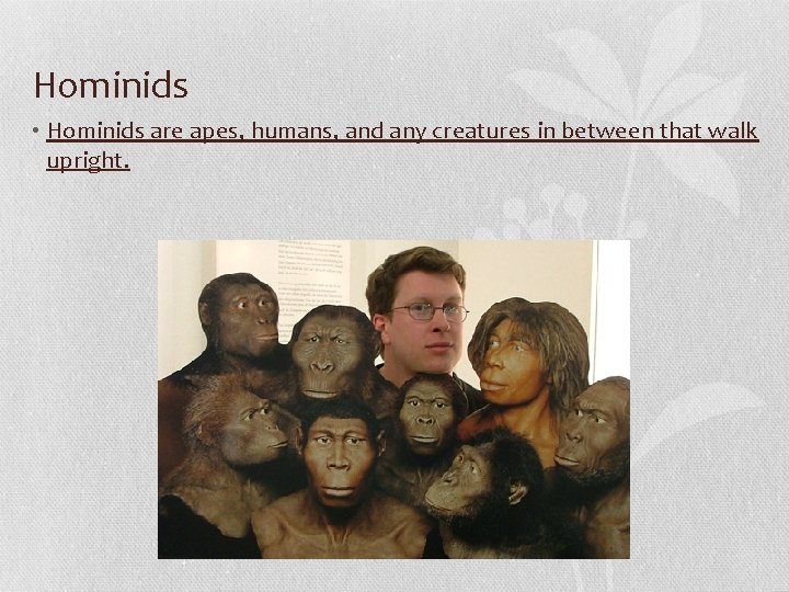 Hominids • Hominids are apes, humans, and any creatures in between that walk upright.