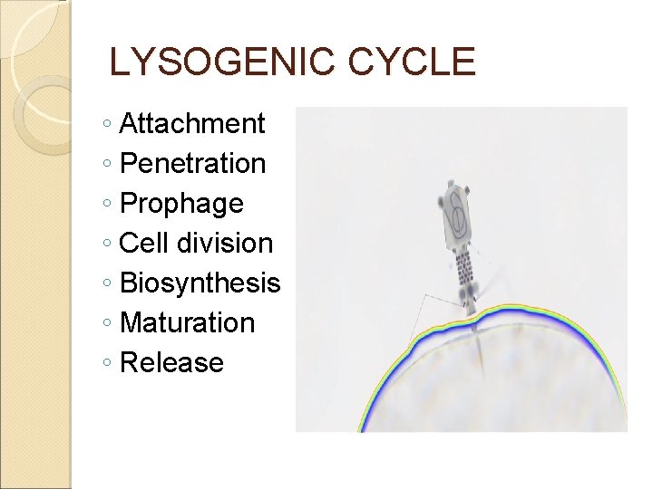 LYSOGENIC CYCLE ◦ Attachment ◦ Penetration ◦ Prophage ◦ Cell division ◦ Biosynthesis ◦