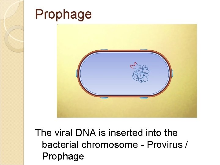 Prophage The viral DNA is inserted into the bacterial chromosome - Provirus / Prophage