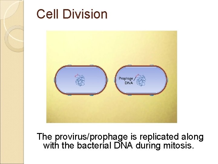 Cell Division The provirus/prophage is replicated along with the bacterial DNA during mitosis. 