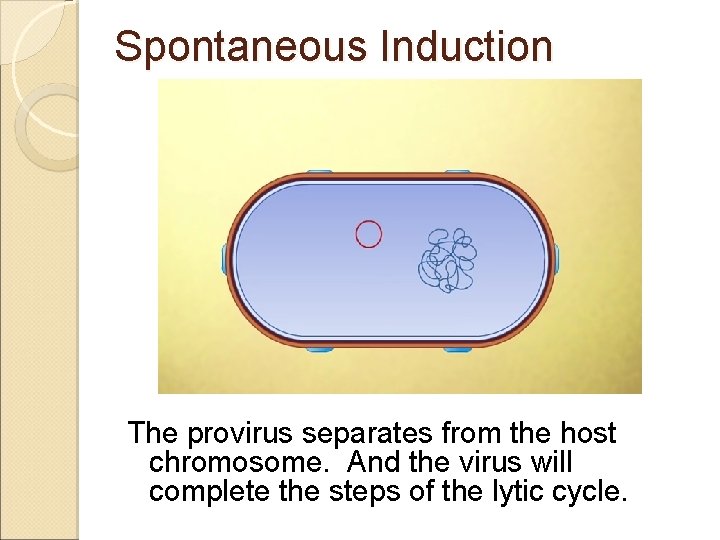 Spontaneous Induction The provirus separates from the host chromosome. And the virus will complete