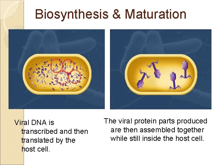 Biosynthesis & Maturation Viral DNA is transcribed and then translated by the host cell.