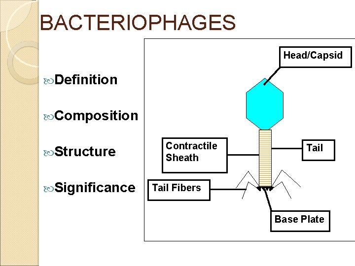 BACTERIOPHAGES Head/Capsid Definition Composition Structure Significance Contractile Sheath Tail Fibers Base Plate 