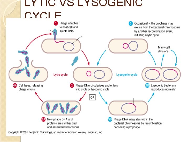 LYTIC VS LYSOGENIC CYCLE LYTIC VS LYSOGENIC CYCLE