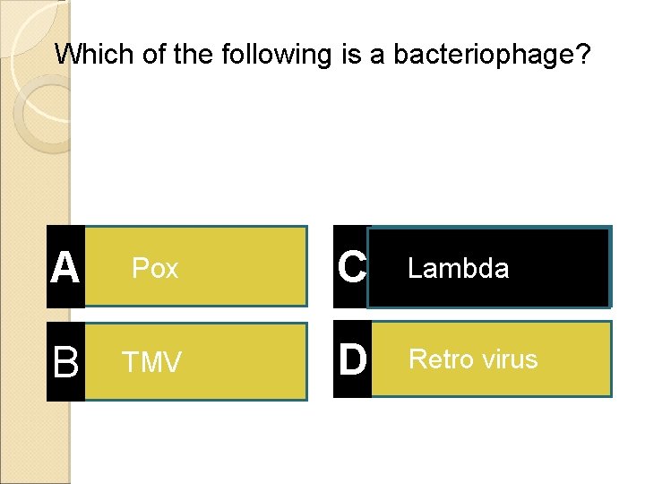Which of the following is a bacteriophage? A Pox C Lambda B TMV D