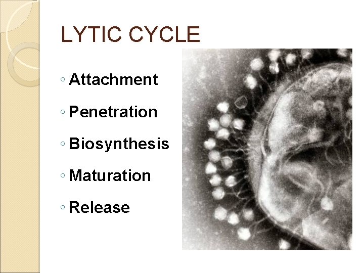 LYTIC CYCLE ◦ Attachment ◦ Penetration ◦ Biosynthesis ◦ Maturation ◦ Release 