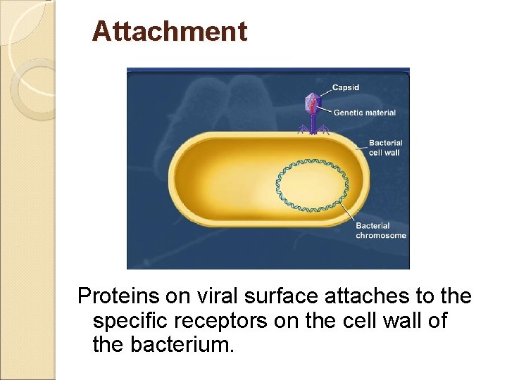 Attachment Proteins on viral surface attaches to the specific receptors on the cell wall
