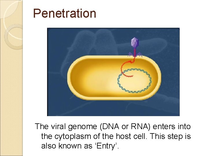 Penetration The viral genome (DNA or RNA) enters into the cytoplasm of the host
