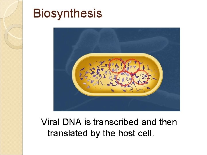 Biosynthesis Viral DNA is transcribed and then translated by the host cell. 