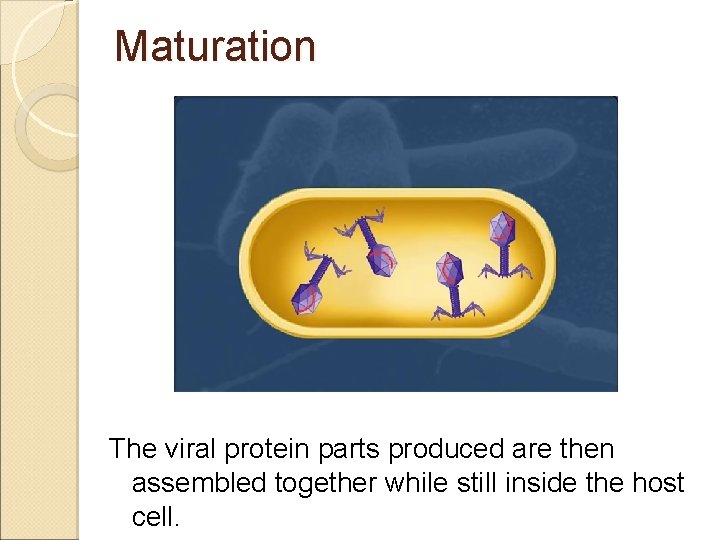 Maturation The viral protein parts produced are then assembled together while still inside the