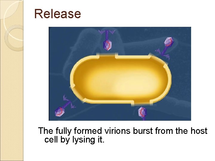 Release The fully formed virions burst from the host cell by lysing it. 