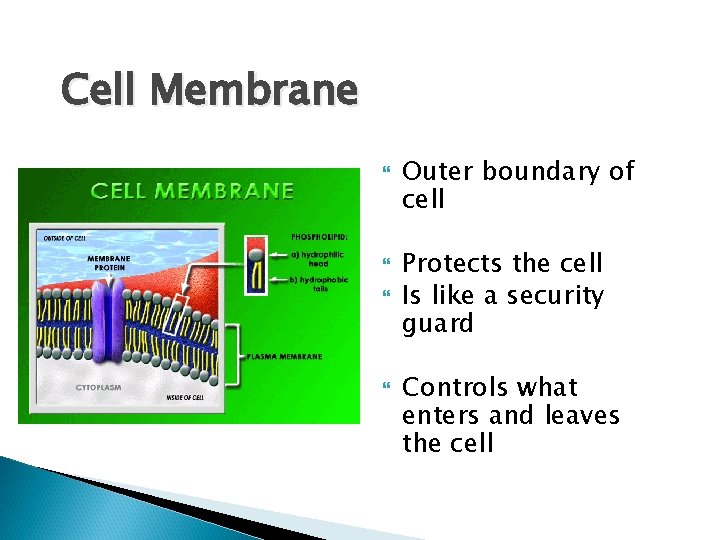 Cell Structures and Functions Topics to be covered