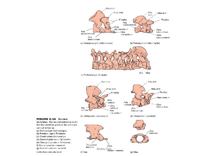 Overview of Axial and Appendicular Skeleton Semester IV