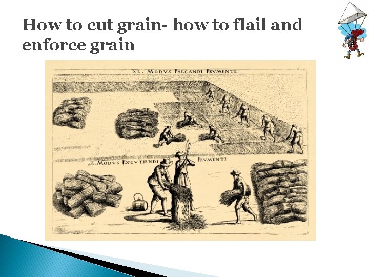 How to cut grain- how to flail and enforce grain 