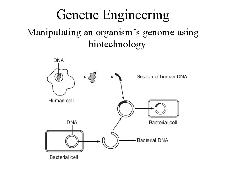 Genetic Engineering Manipulating an organism’s genome using biotechnology 