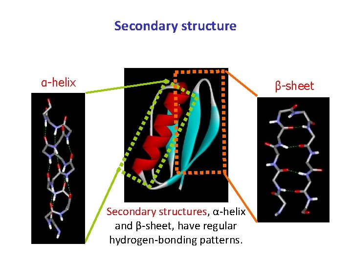 Secondary structure α-helix β-sheet Secondary structures, α-helix and β-sheet, have regular hydrogen-bonding patterns. 