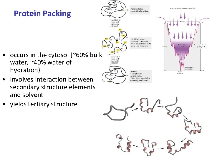 Protein Packing • occurs in the cytosol (~60% bulk water, ~40% water of hydration)