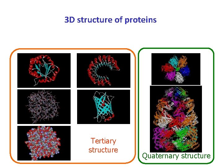 3 D structure of proteins Tertiary structure Quaternary structure 