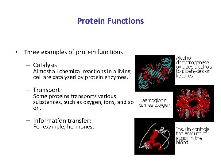 Protein Functions • Three examples of protein functions Alcohol dehydrogenase oxidizes alcohols to aldehydes