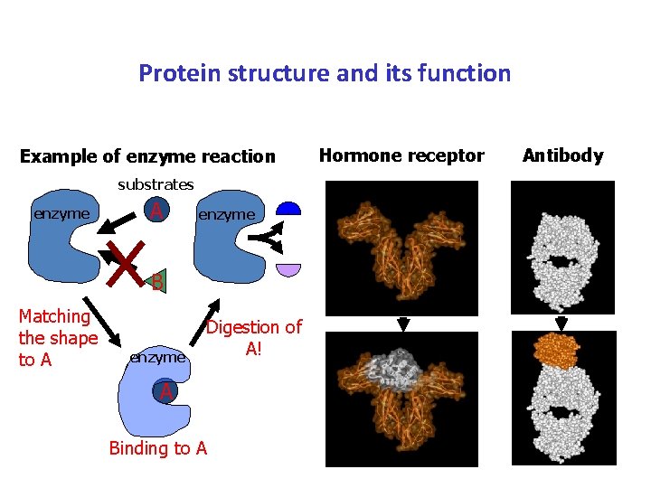Protein structure and its function Example of enzyme reaction substrates enzyme A enzyme B