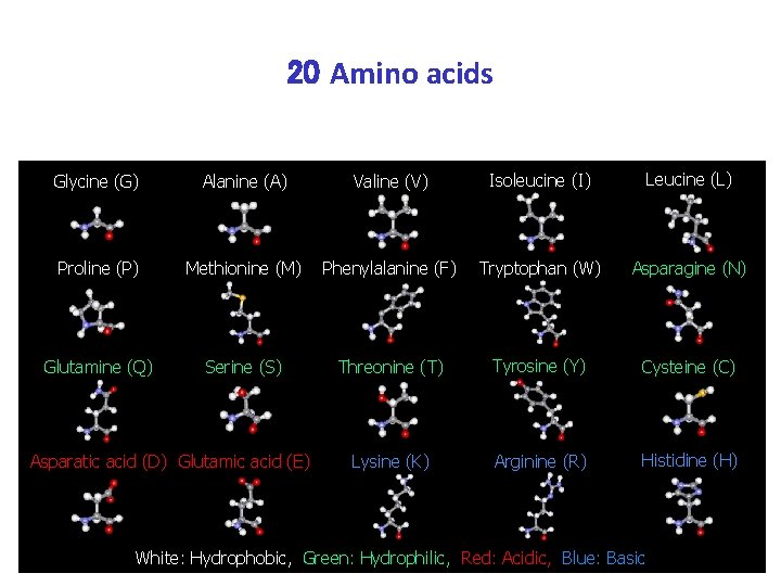 20 Amino acids Glycine (G) Alanine (A) Valine (V) Isoleucine (I) Leucine (L) Proline