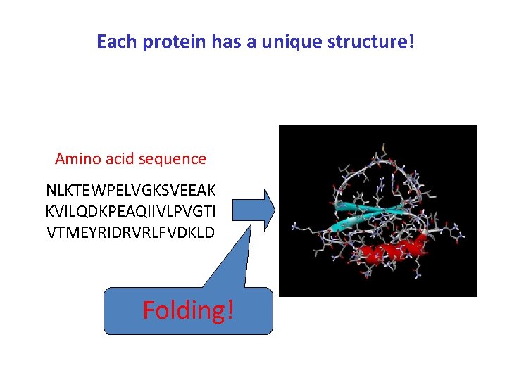 Each protein has a unique structure! Amino acid sequence NLKTEWPELVGKSVEEAK KVILQDKPEAQIIVLPVGTI VTMEYRIDRVRLFVDKLD Folding! 