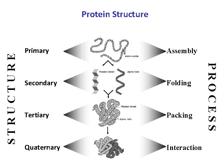 Primary Assembly Secondary Folding Tertiary Packing Quaternary Interaction PROCESS STRUCTURE Protein Structure 