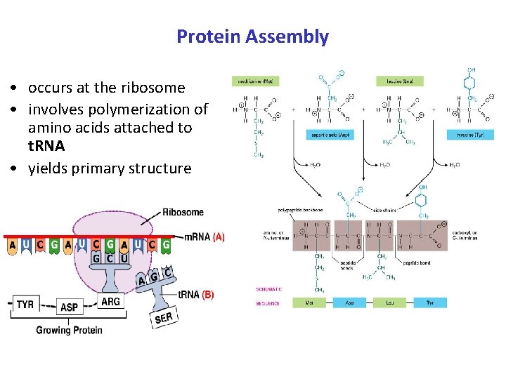 Protein Assembly • occurs at the ribosome • involves polymerization of amino acids attached