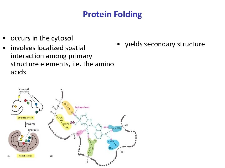 Protein Folding • occurs in the cytosol • yields secondary structure • involves localized