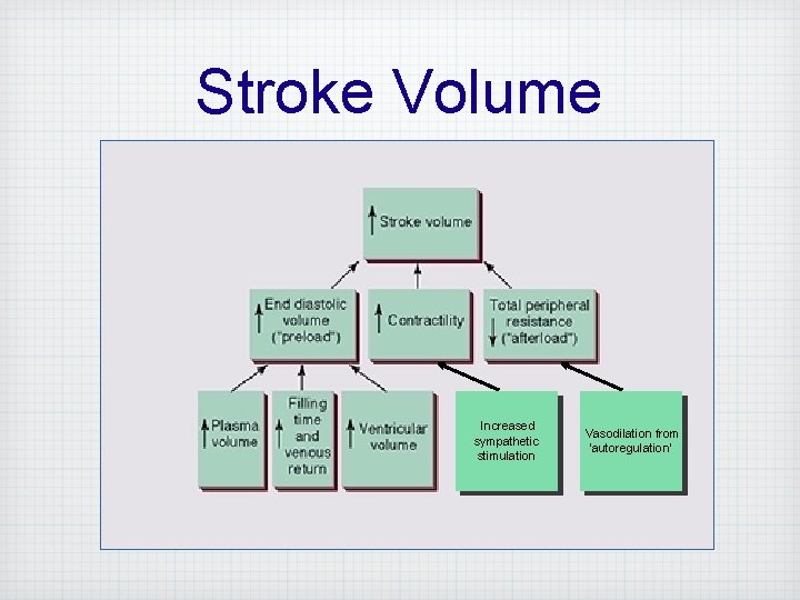 Stroke Volume Increased sympathetic stimulation Vasodilation from ‘autoregulation’ 