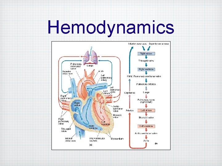 Hemodynamics 