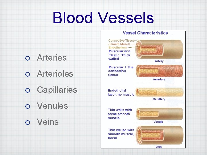 Blood Vessels Arteries Arterioles Capillaries Venules Veins 