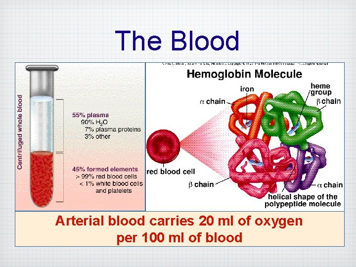 The Blood Arterial blood carries 20 ml of oxygen per 100 ml of blood