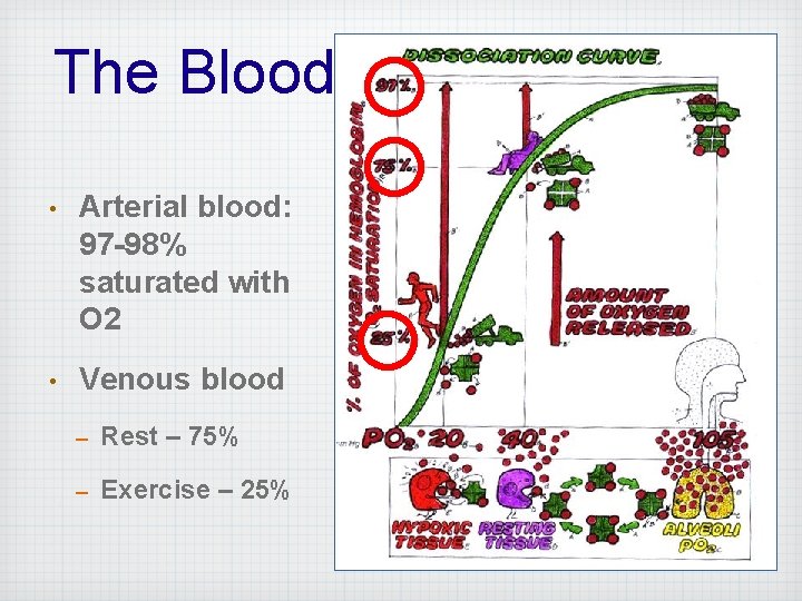 The Blood • Arterial blood: 97 -98% saturated with O 2 • Venous blood