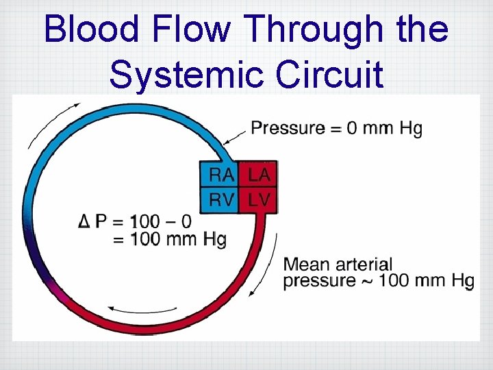 Blood Flow Through the Systemic Circuit 