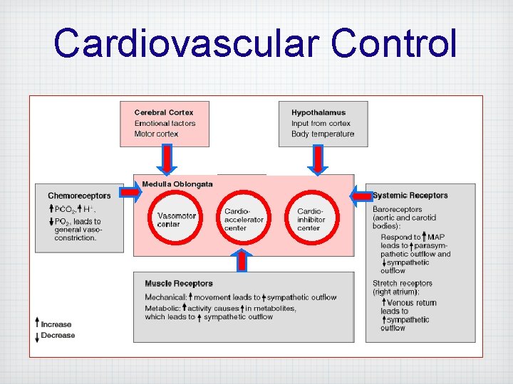 Cardiovascular Control 