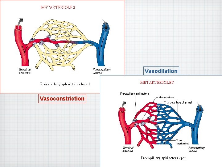 Vasodilation Vasoconstriction 