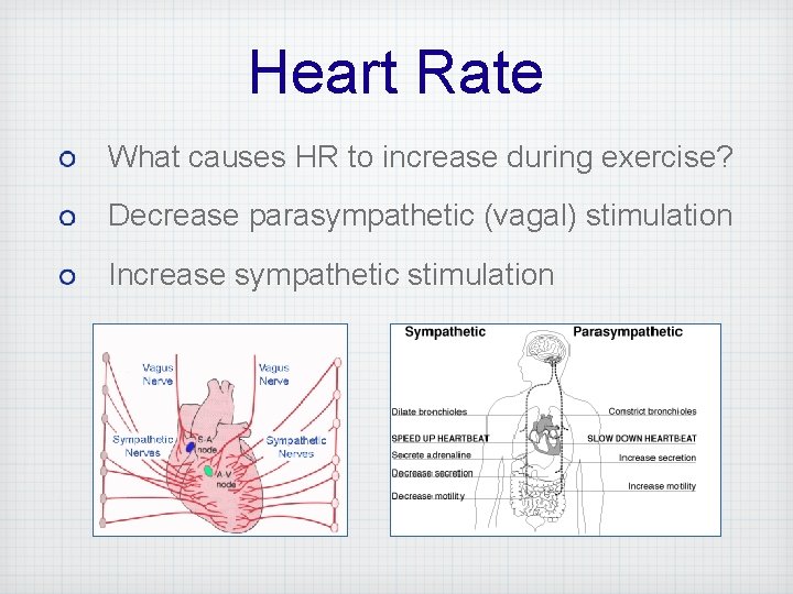 Heart Rate What causes HR to increase during exercise? Decrease parasympathetic (vagal) stimulation Increase